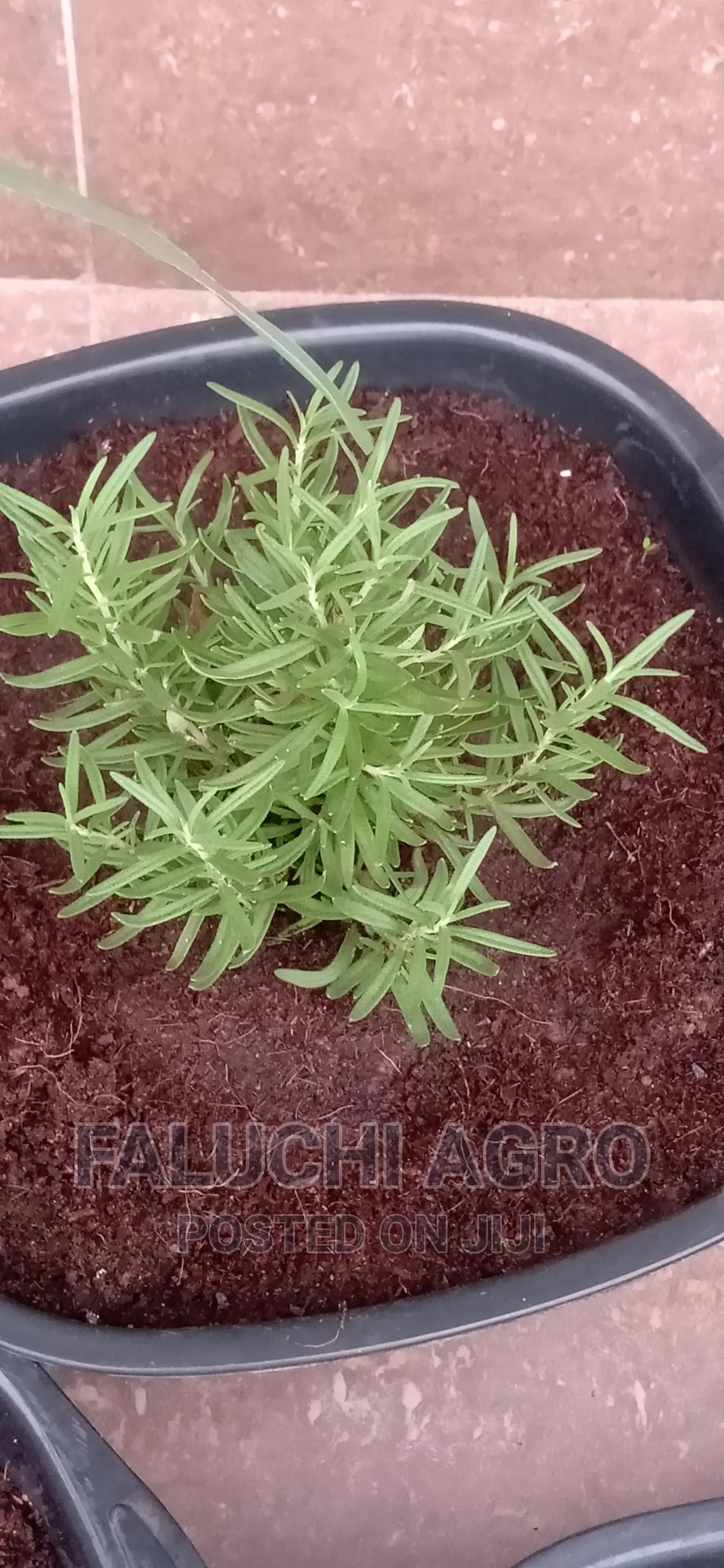 Potted Herbs (Ready To Harvest And Use)
