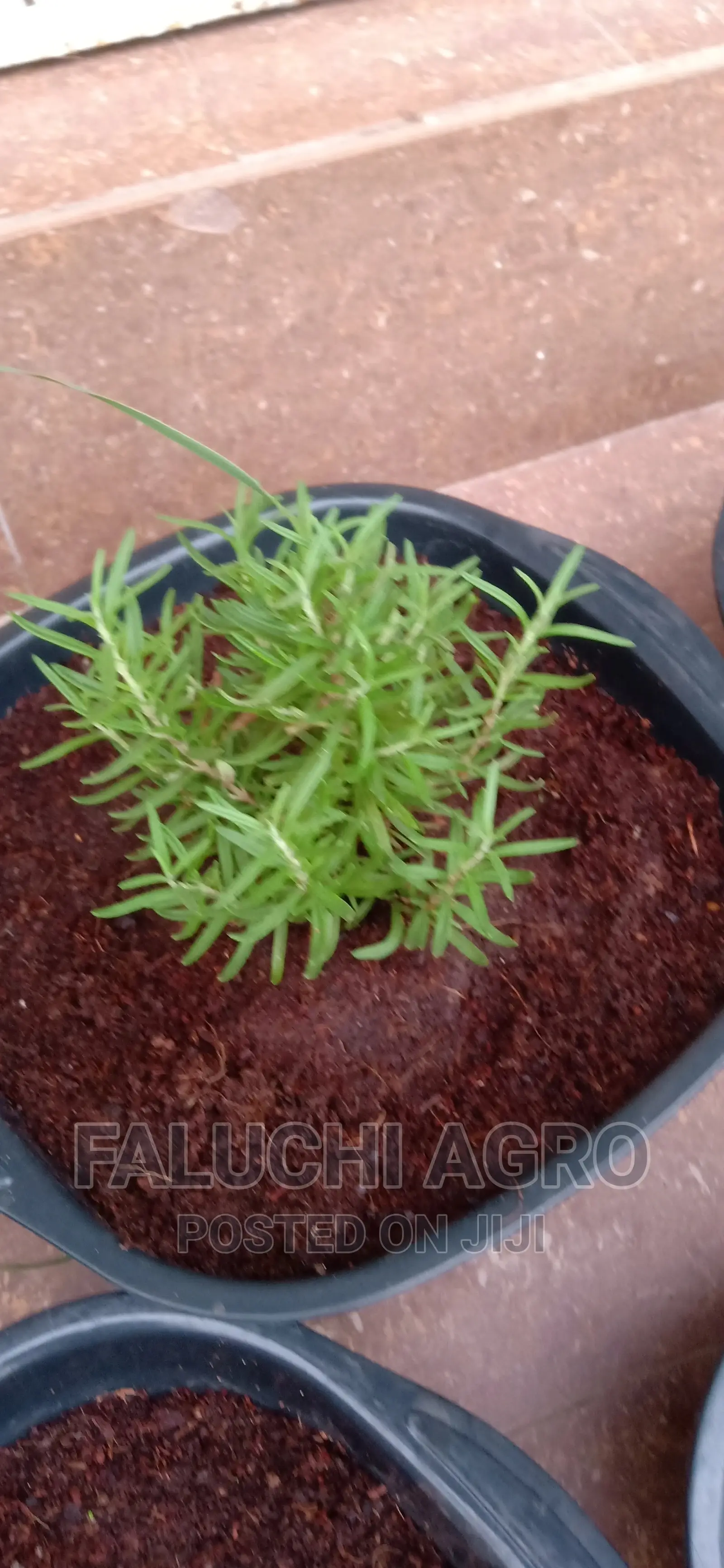 Potted Herbs (Ready To Harvest And Use)