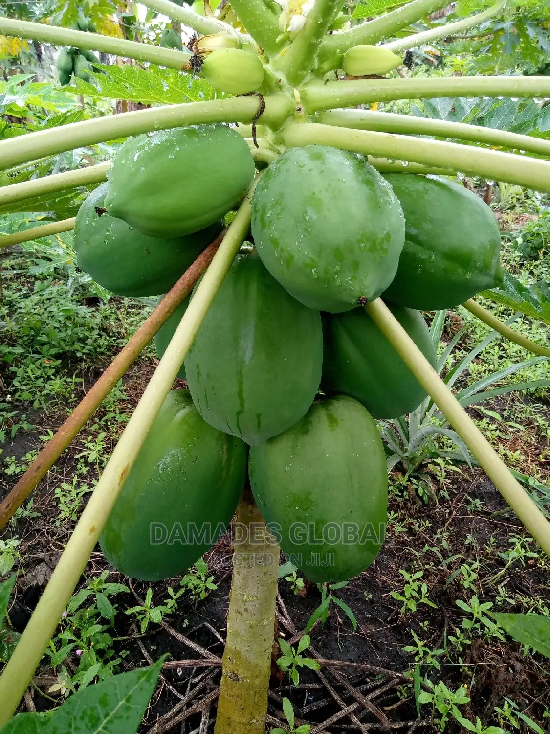 Pawpaw Fruit and Seedlings