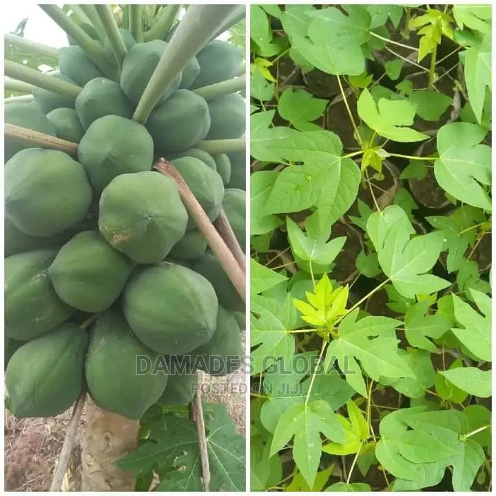 Pawpaw Fruit and Seedlings