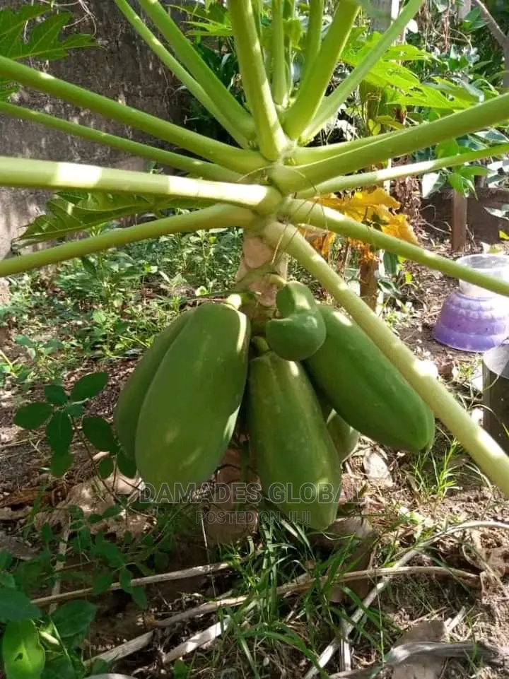 Pawpaw Fruit and Seedlings