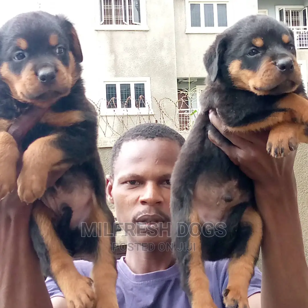 1-3 months Male Purebred Rottweiler