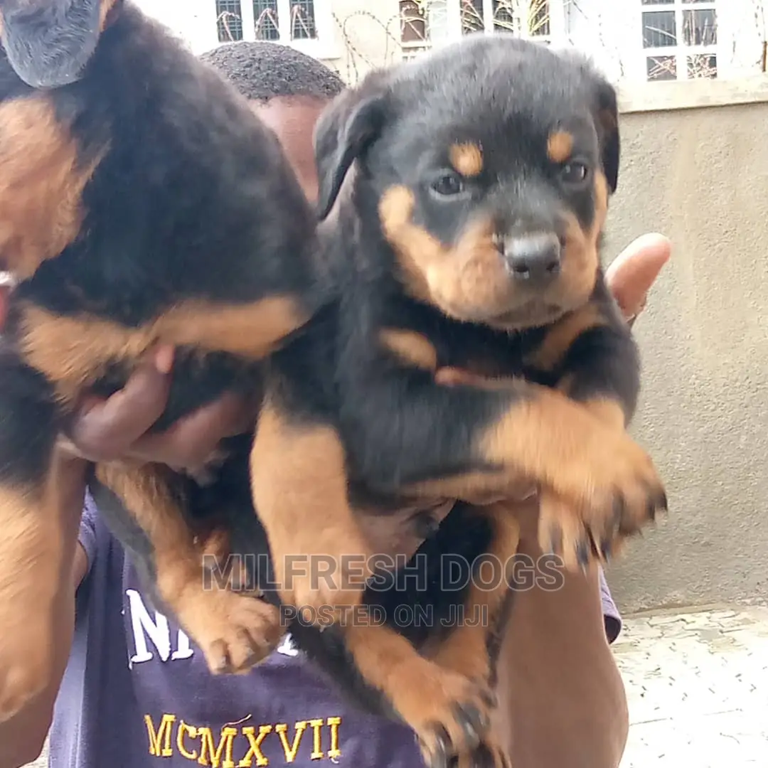 1-3 months Male Purebred Rottweiler
