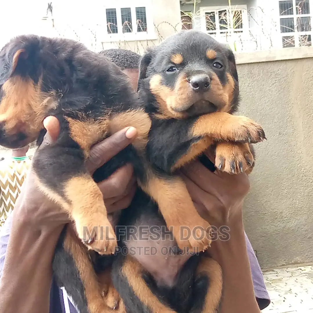 1-3 months Male Purebred Rottweiler