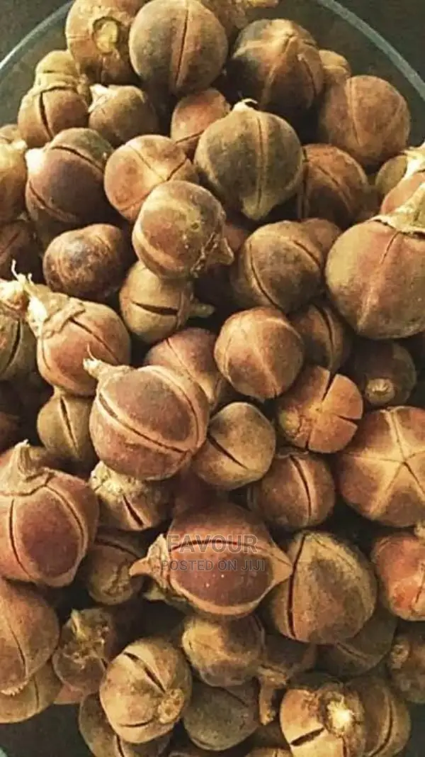 Wholesale Goron Tula for Wetness and Sweetness-100 PCS