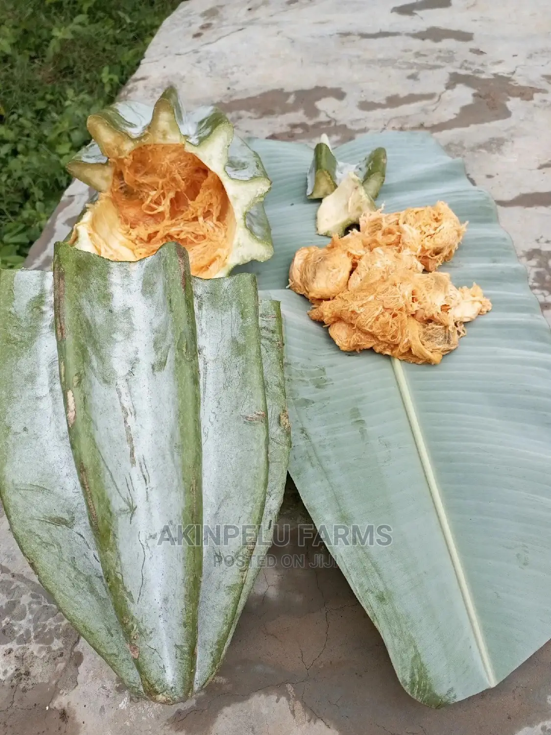 Organic Ugwu Seed/Seedlings.