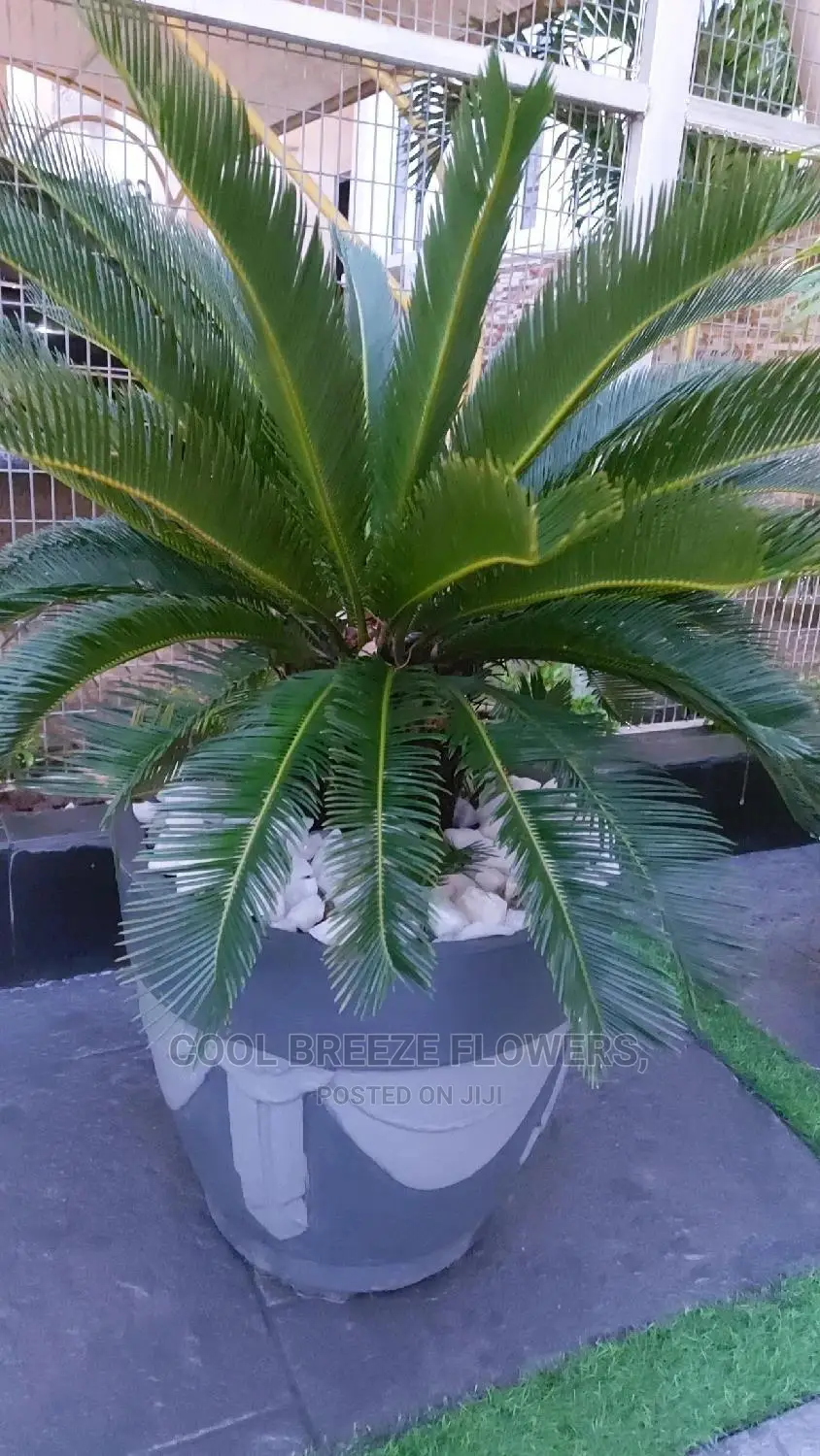Air Purifying Flowers Plant's