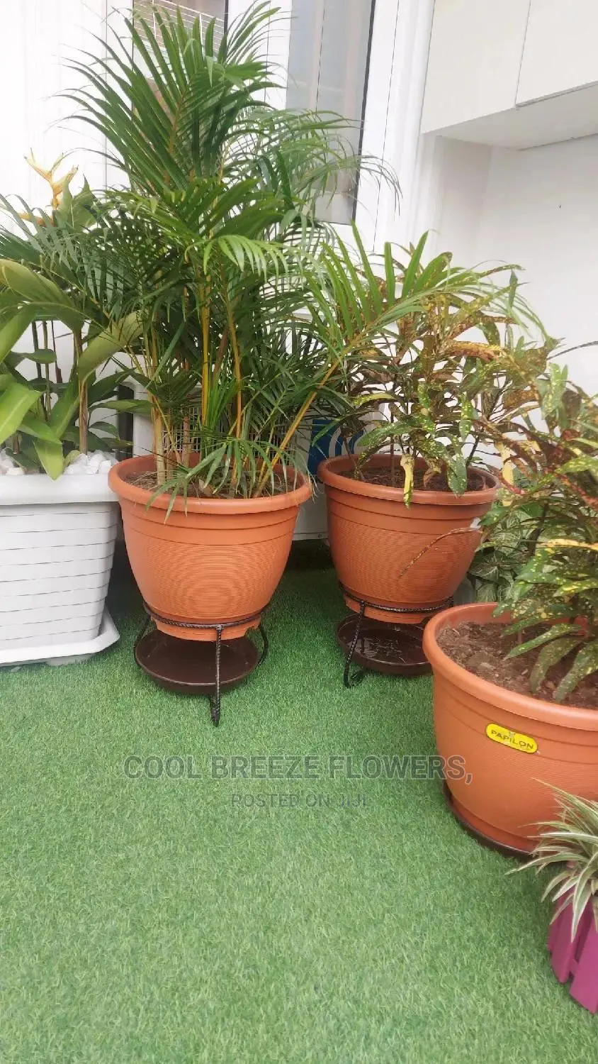 Air Purifying Flowers Plant's