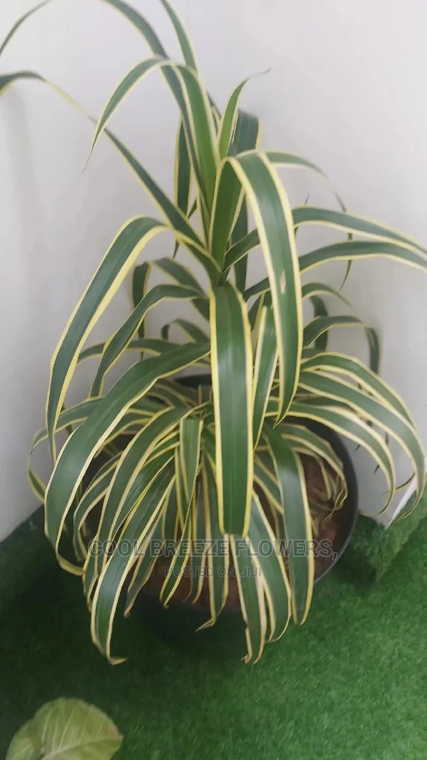 Air Purifying Flowers Plant's
