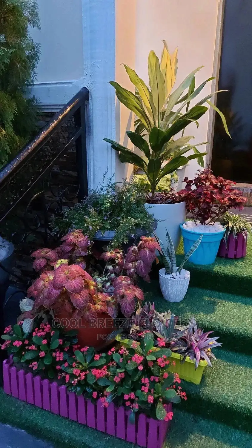 Airpurifying Plants Affordable