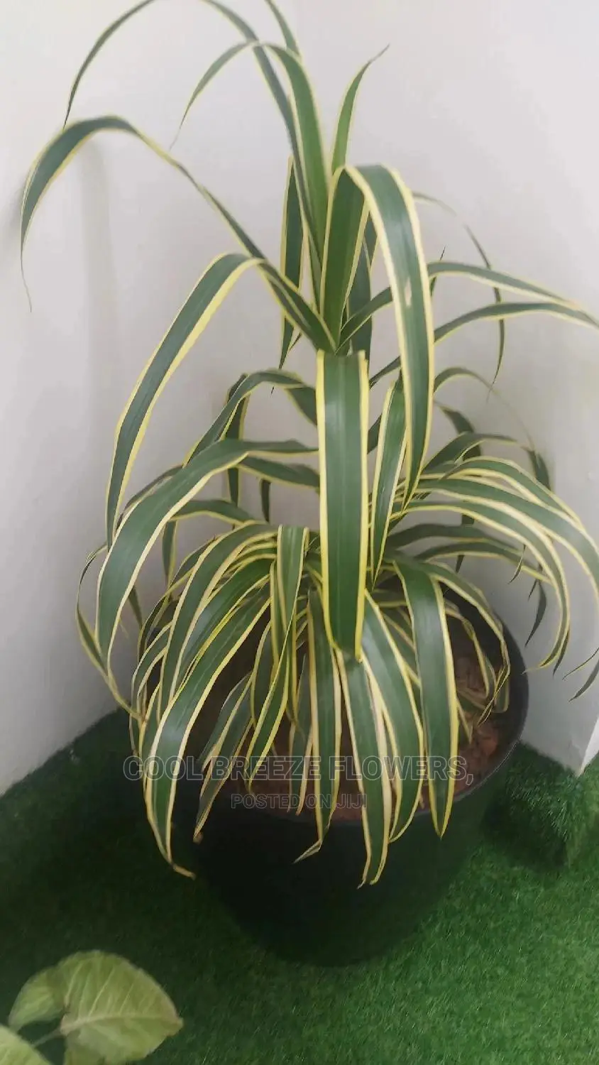 Airpurifying Plants Affordable