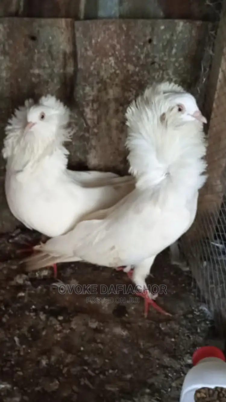 Exotic and Fancy Capuchine Pidgeons