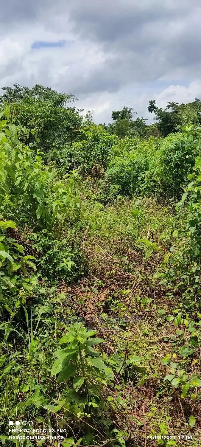 Cheap Farm Land for Sale