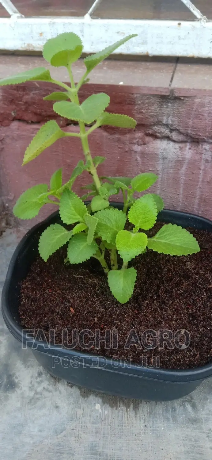 40L 12KG Bag Premium Potting Soil