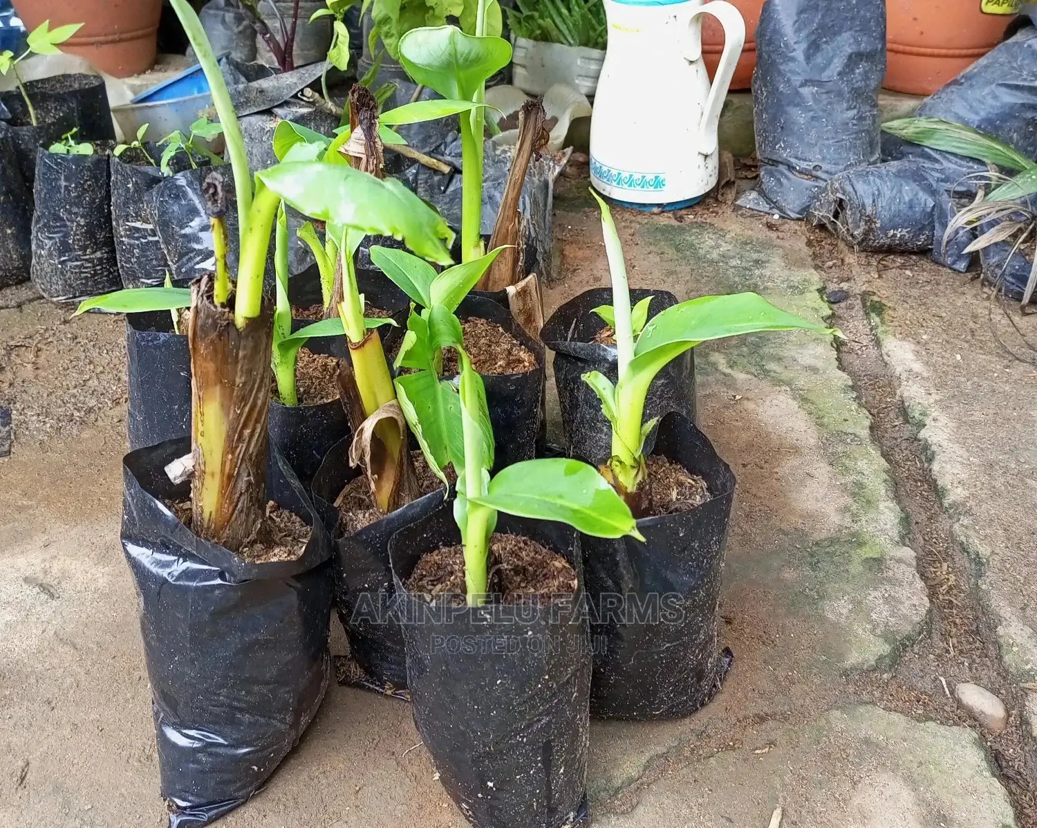 CARVENDISH Dwarf Banana Sucker