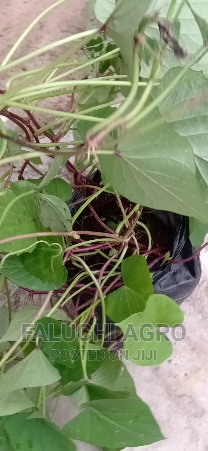 Orange-Fleshed Sweet Potato Vine (Well Rooted)