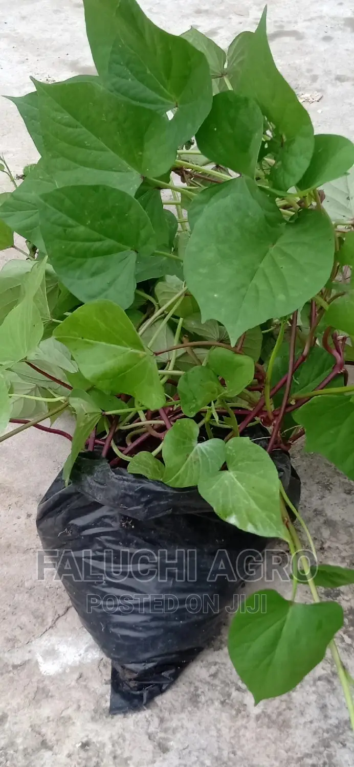 Orange-Fleshed Sweet Potato Vine (Well Rooted)