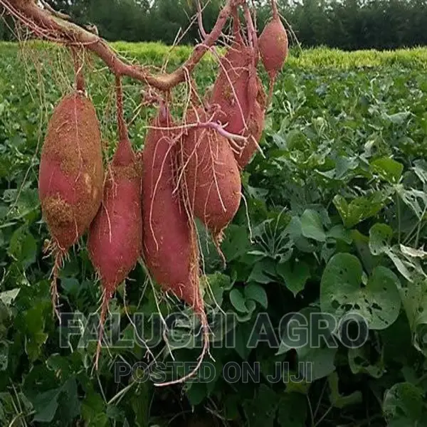 Orange-Fleshed Sweet Potato Vine (Well Rooted)