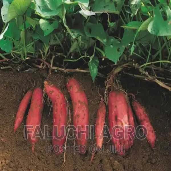 Orange-Fleshed Sweet Potato Vine (Well Rooted)