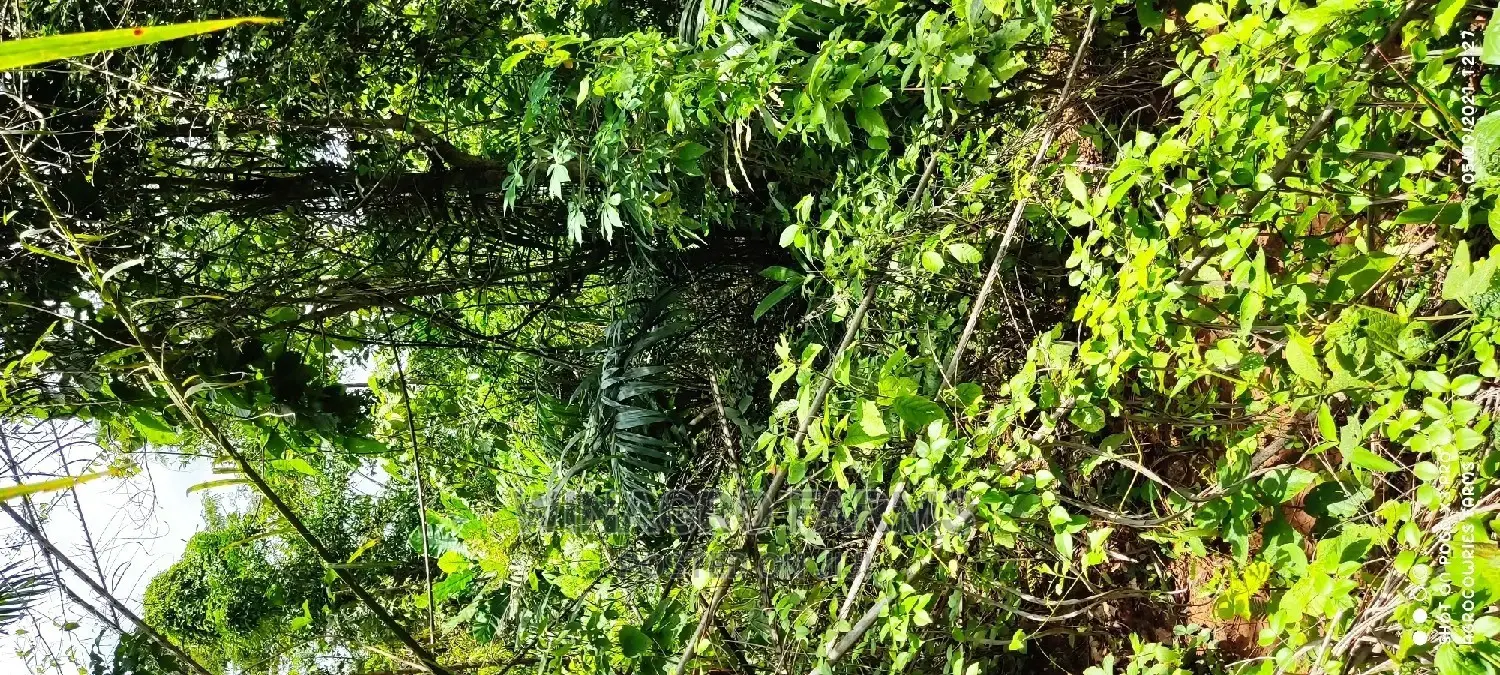 Massive Farm Lands for Sale in Abeokuta South