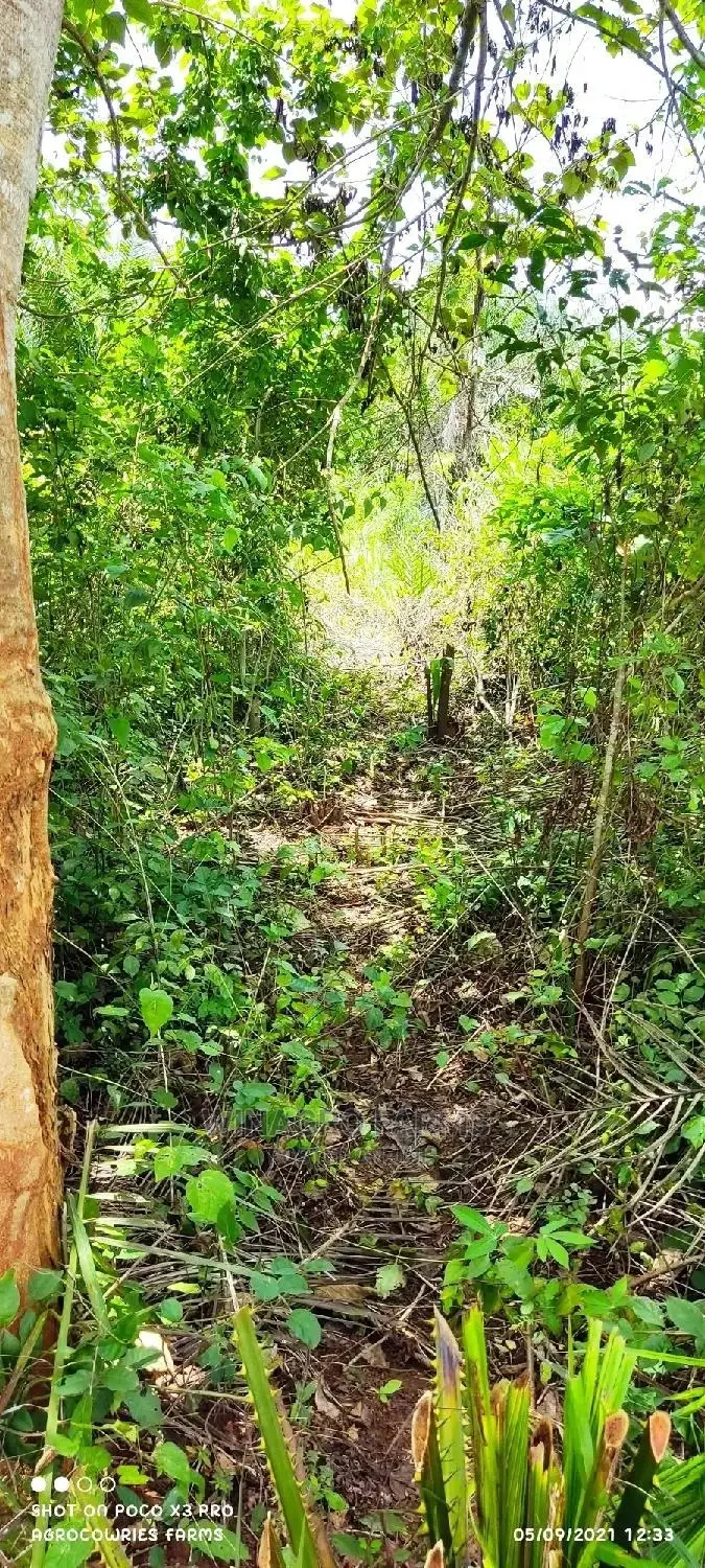 Natural Fertile Land