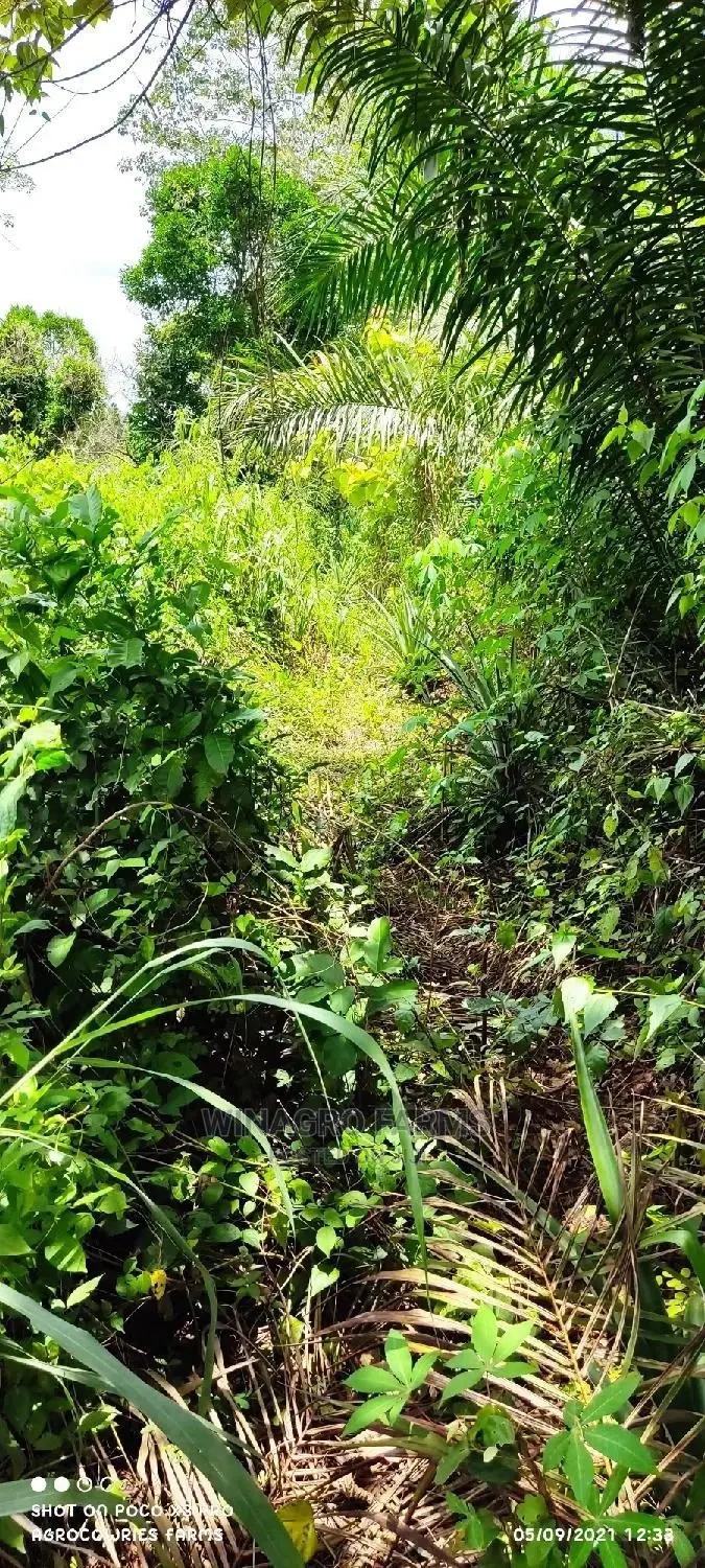Natural Fertile Land