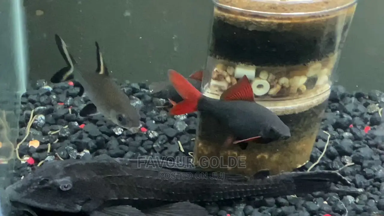 Red Tail Ciger Shark
