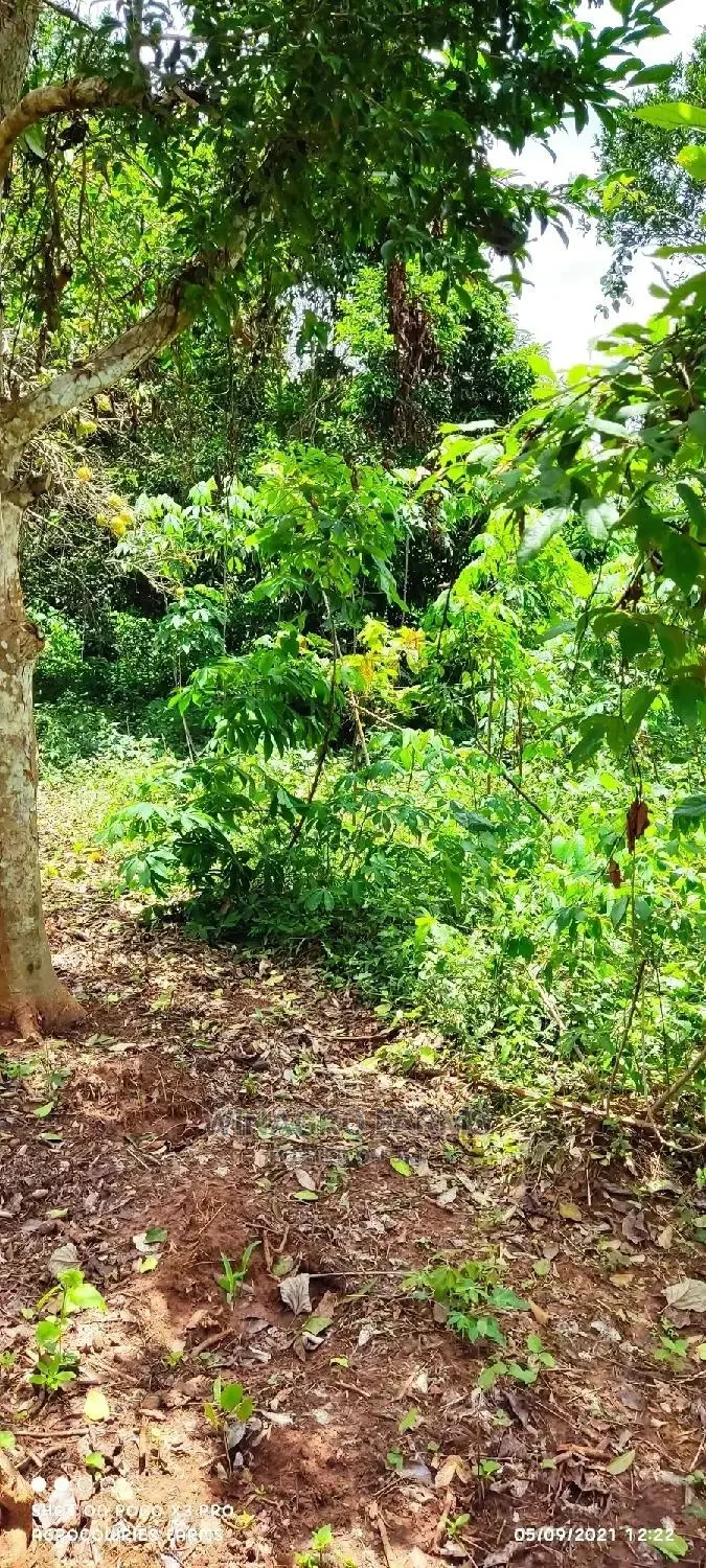 Fertile Agriculture Land for Sale in Ogun State