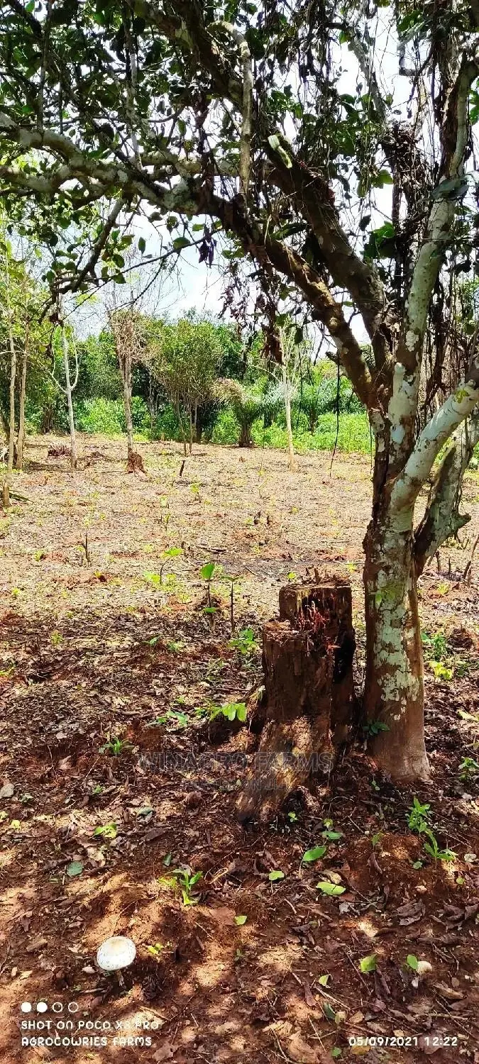 Fertile Agriculture Land for Sale in Ogun State