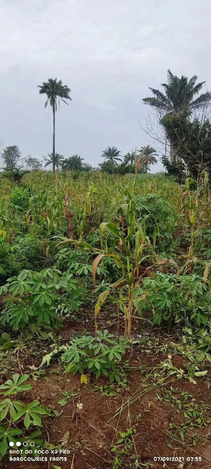 Good Bountiful Harvest Land for Sale in Ogun