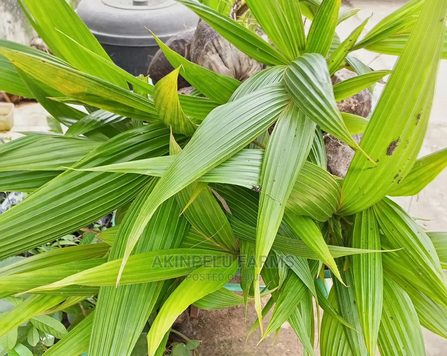 Malaysia-Dwarf Hybrid Coconut Seedlings.
