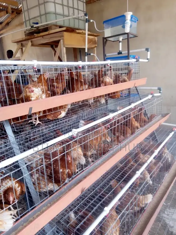 Poultry Cages