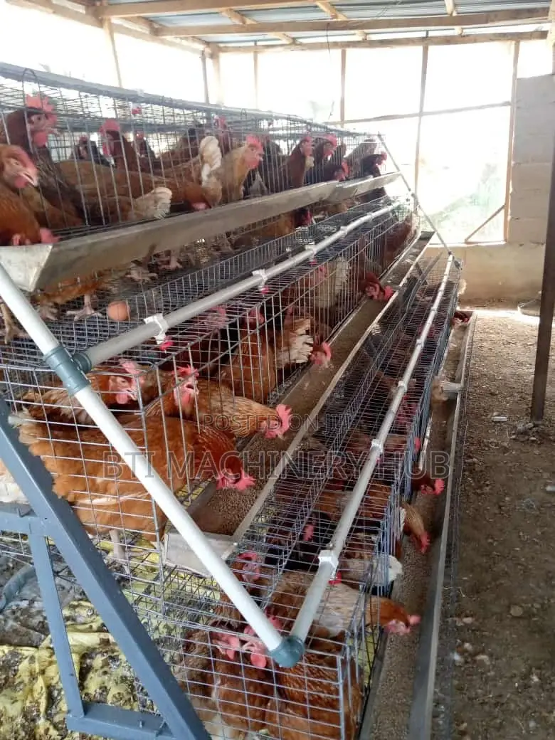 Poultry Cages