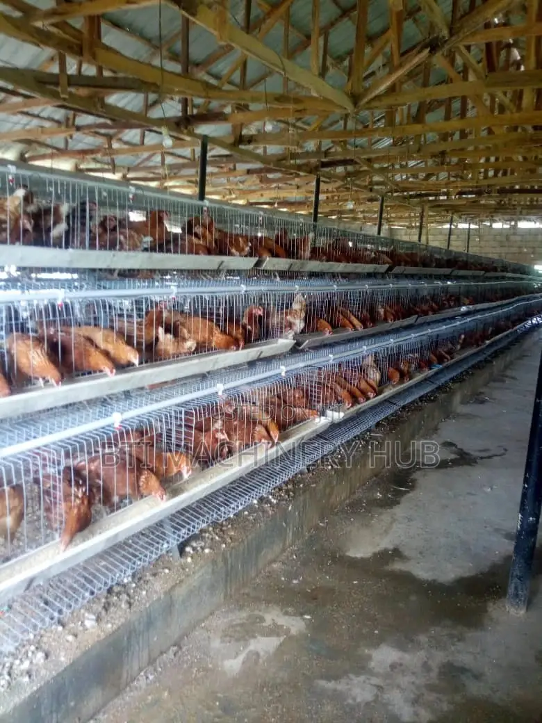 Poultry Cages