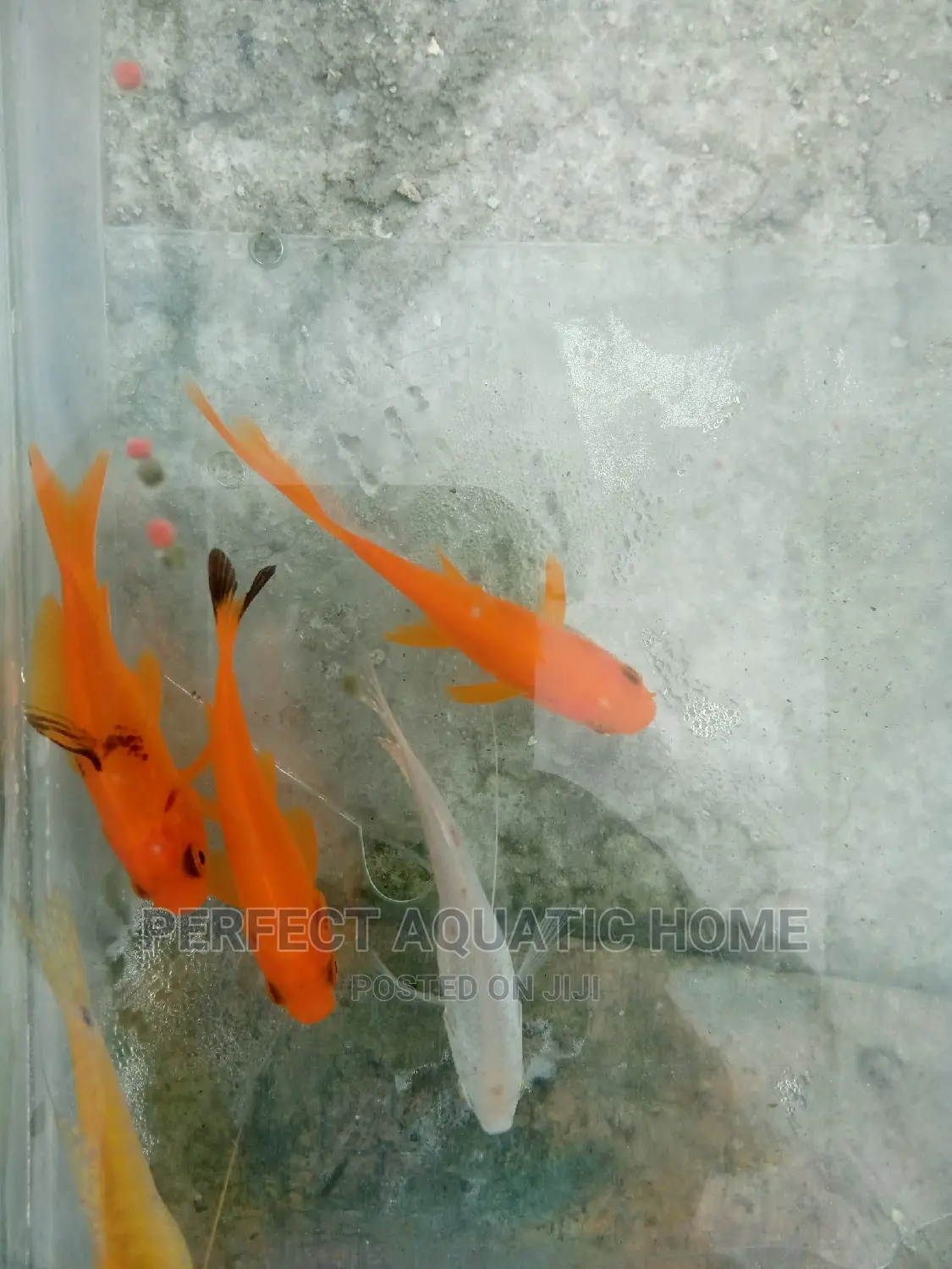 Gold Fishes Fresh Water