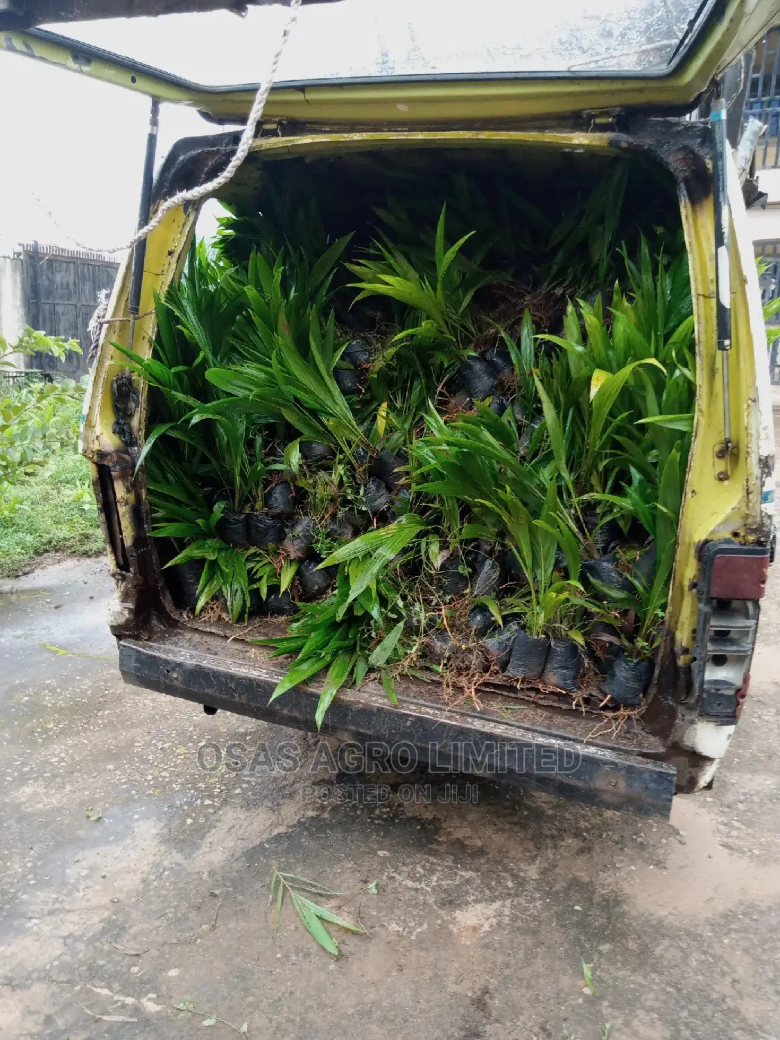 Choice Super Gene Hybrid Oil Palms Seedlings