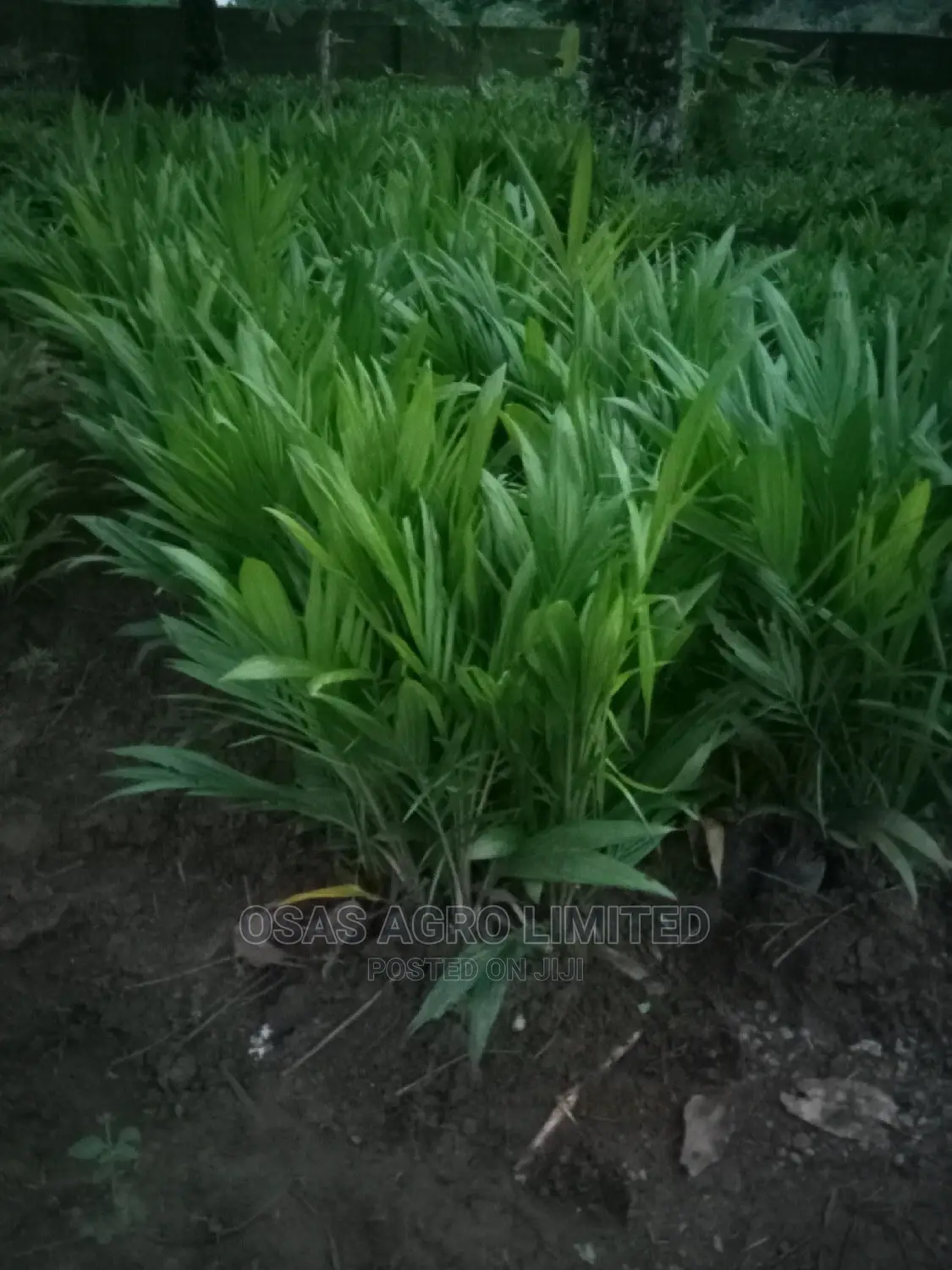 Choice Super Gene Hybrid Oil Palms Seedlings