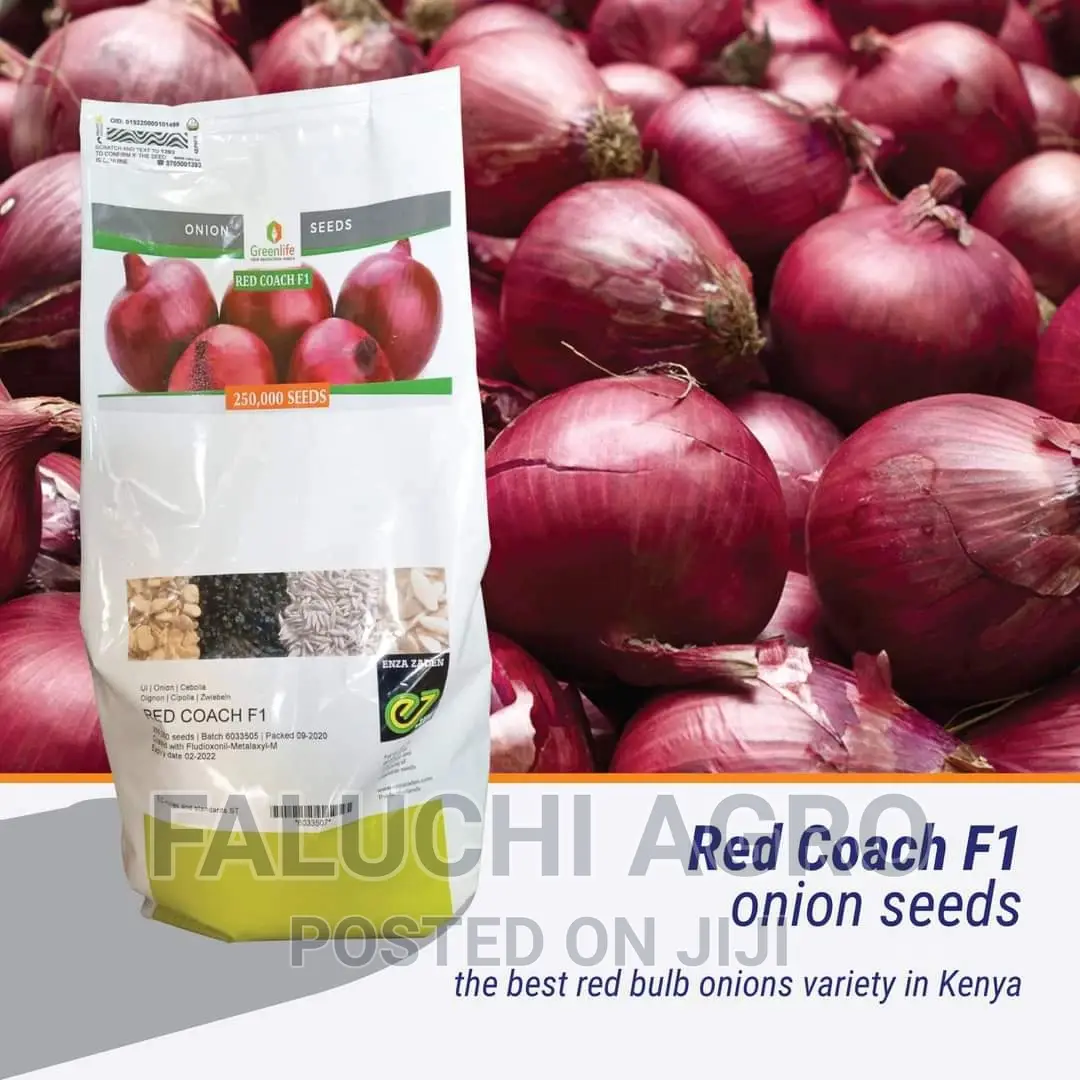 Red Coach F1 Hybrid Onion Seeds (25,000 Seeds)