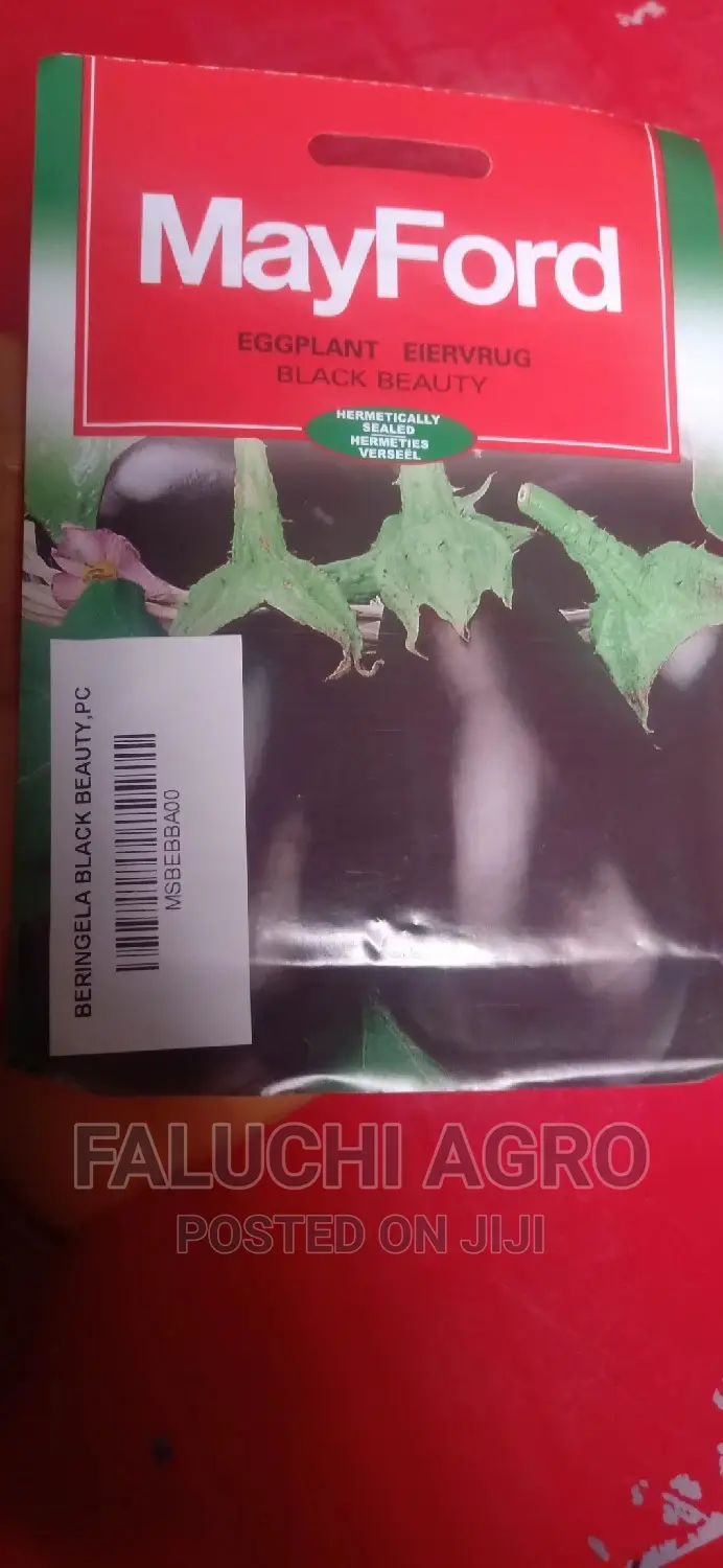 Eggplant Seed (Black Beauty)