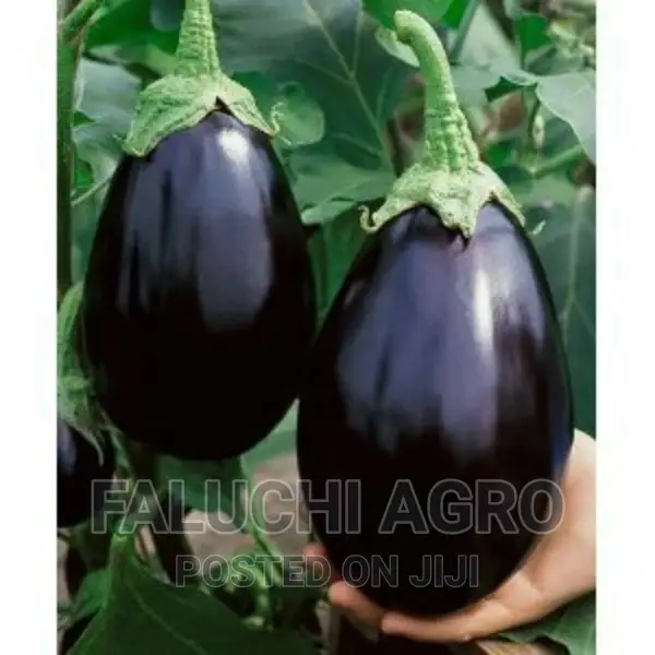Eggplant Seed (Black Beauty)