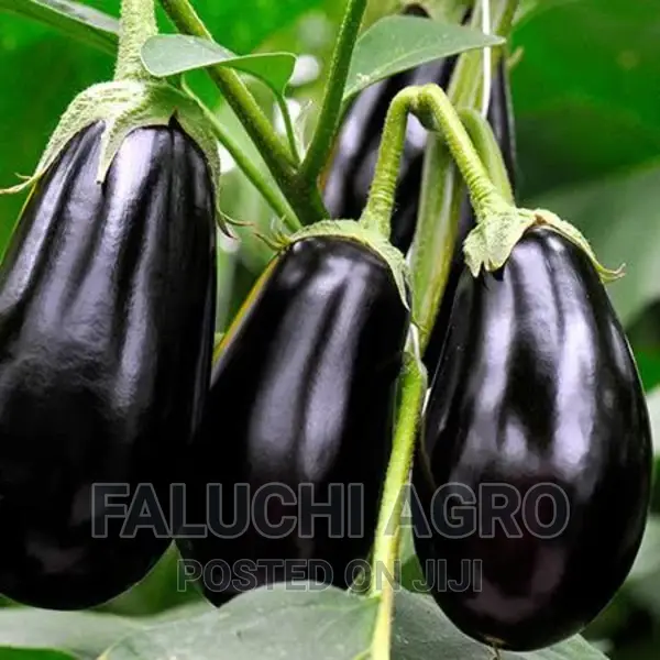 Eggplant Seed (Black Beauty)