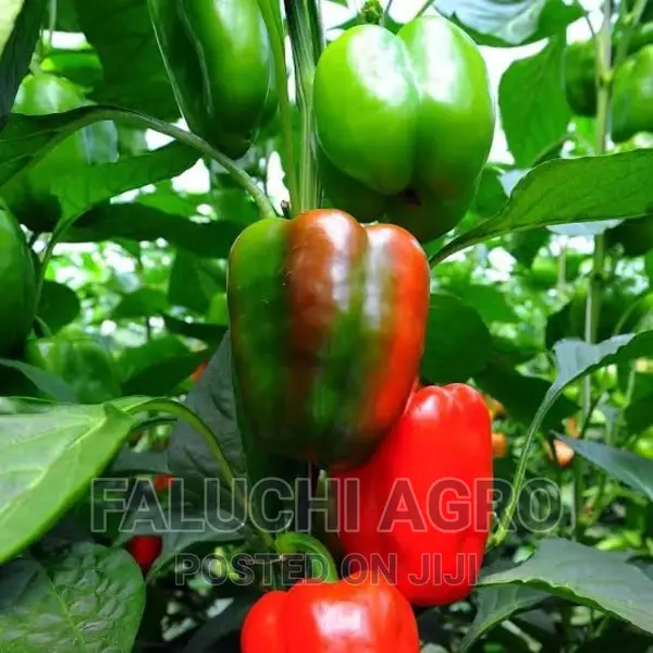 Sweet Red Bell Pepper Seeds