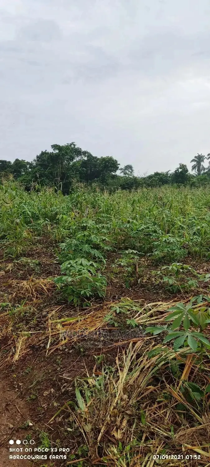 Executive Farm Land