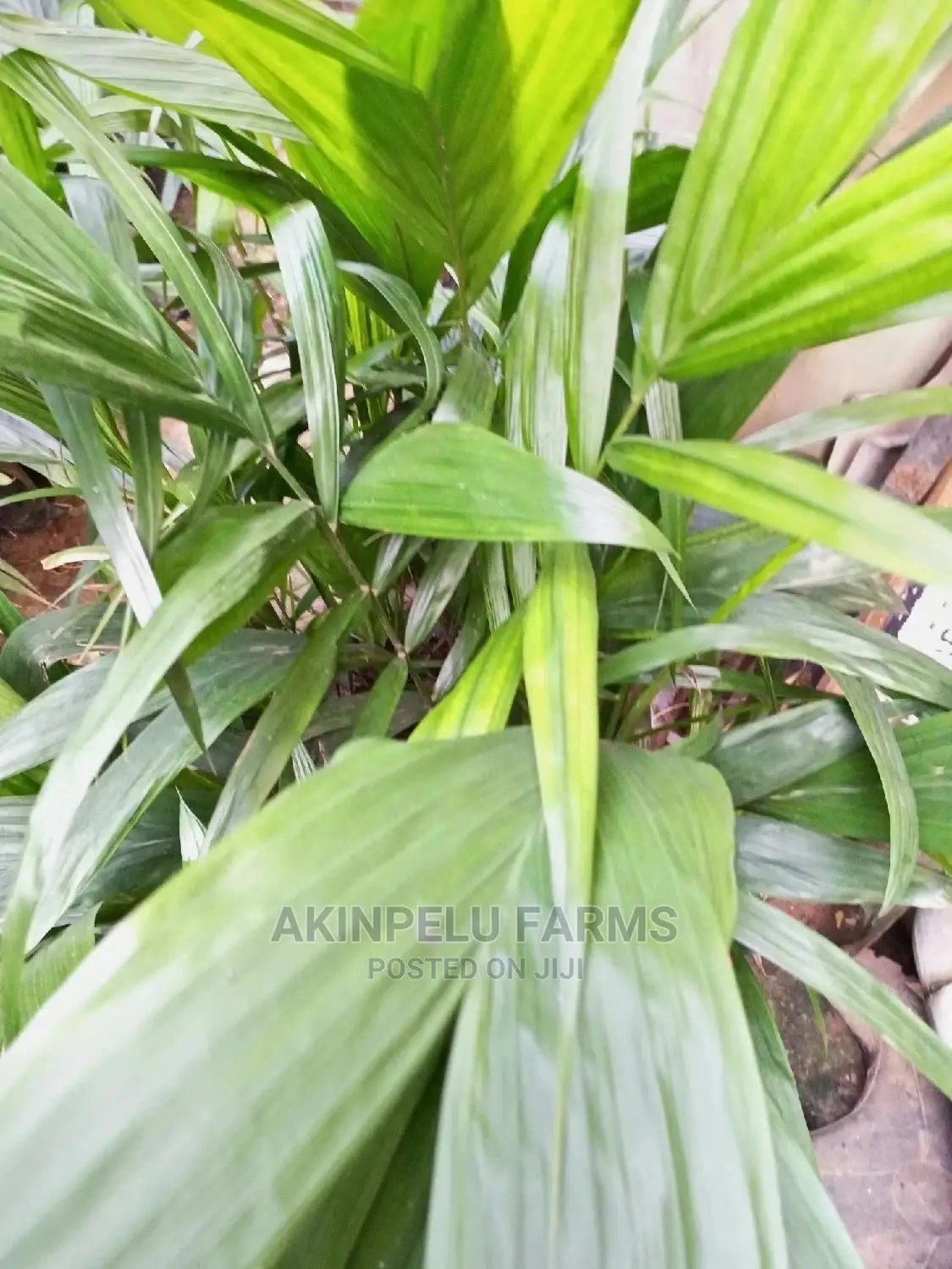 Dwarf Hybrid Oil Palm Seedlings-2yesrs Old.