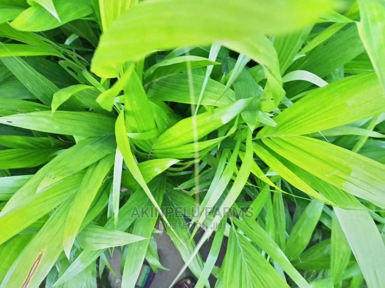 Dwarf Hybrid Oil Palm Seedlings-2yesrs Old.