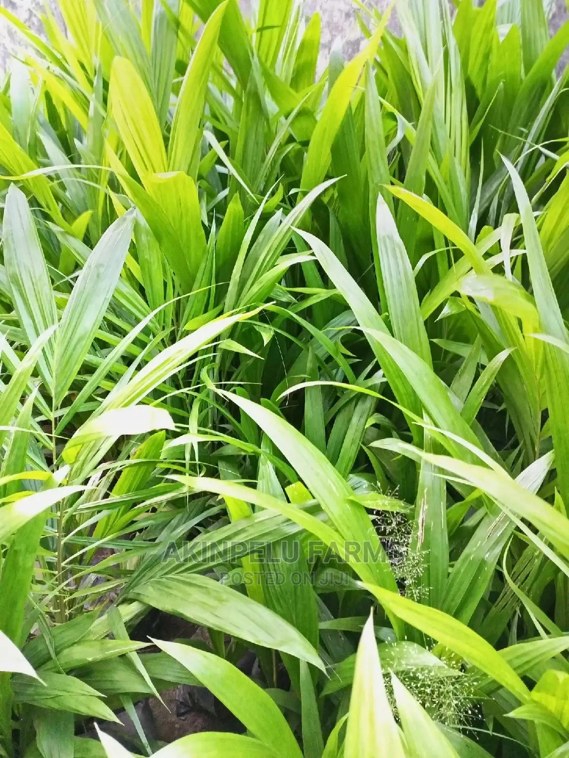 Dwarf Hybrid Oil Palm Seedlings-2yesrs Old.