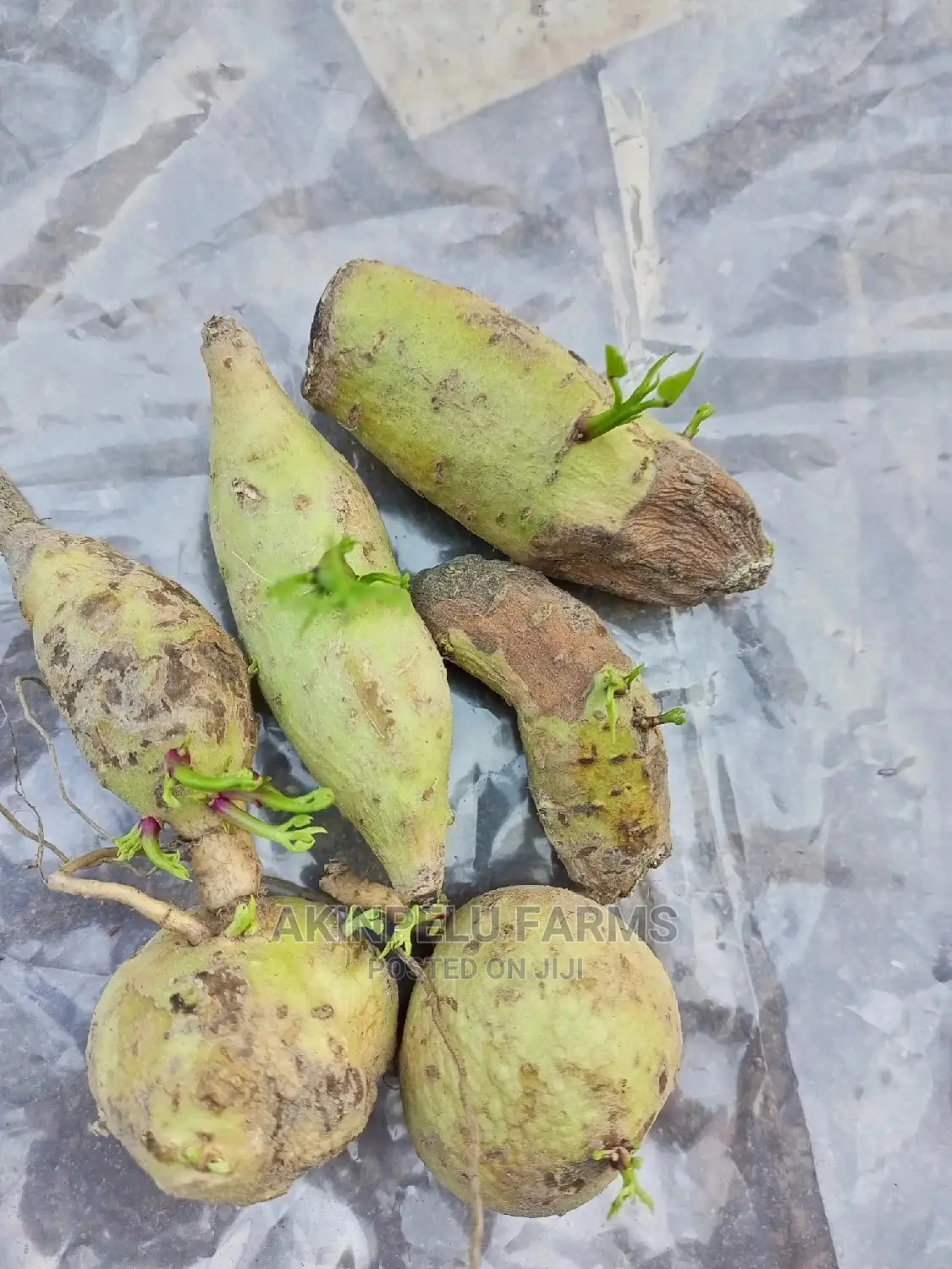 Potato Sprout.