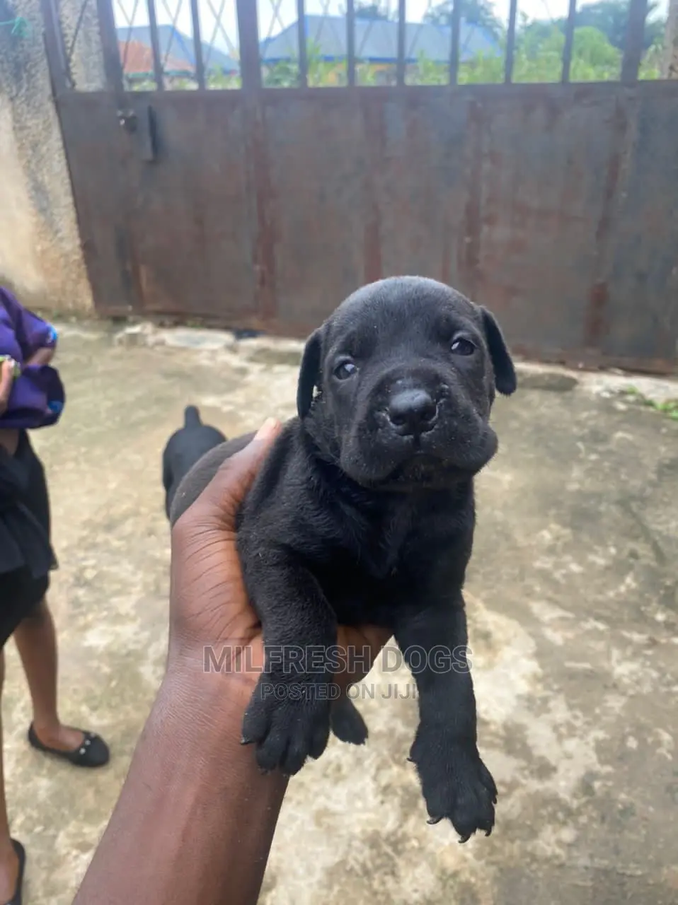 1-3 months Female Purebred Cane Corso