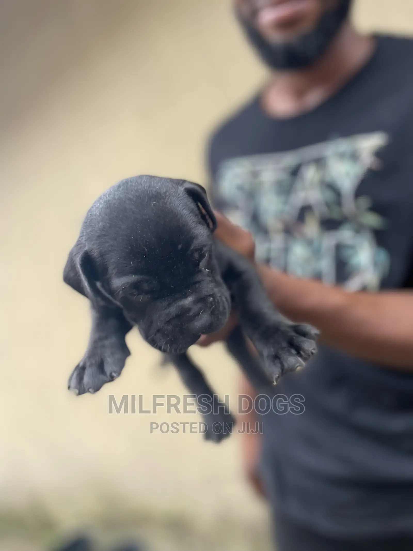 1-3 months Female Purebred Cane Corso