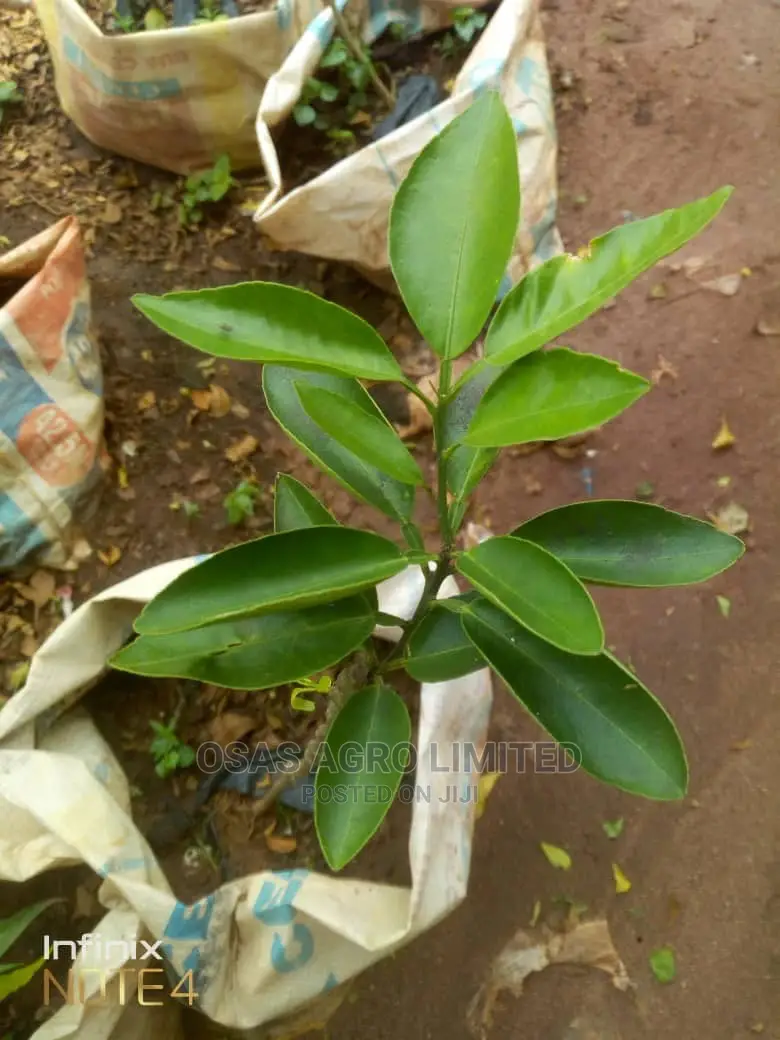 Choice Huticultural Garden, That Beautify Your Home.